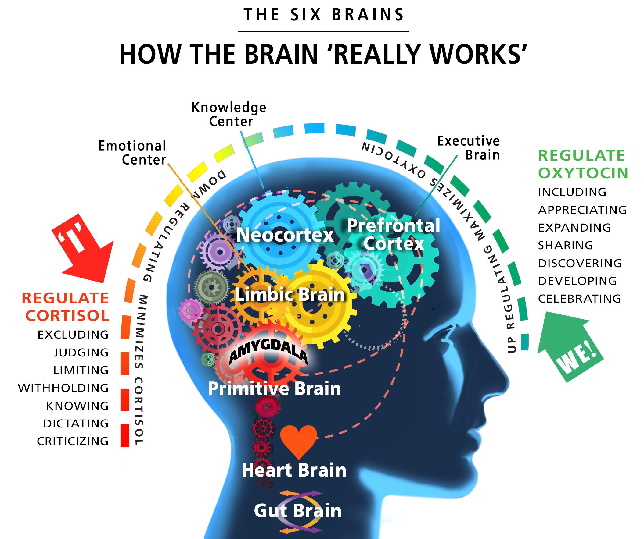 C IQ 2018 Module 2C How Brain Works